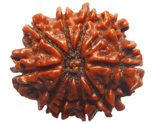 AstroQuest Product - 108 Rudraksha Mala